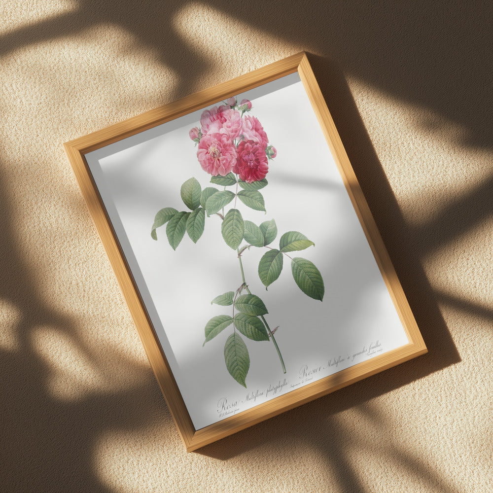 Seven Sisters Roses, Les Roses (1817–1824) Print