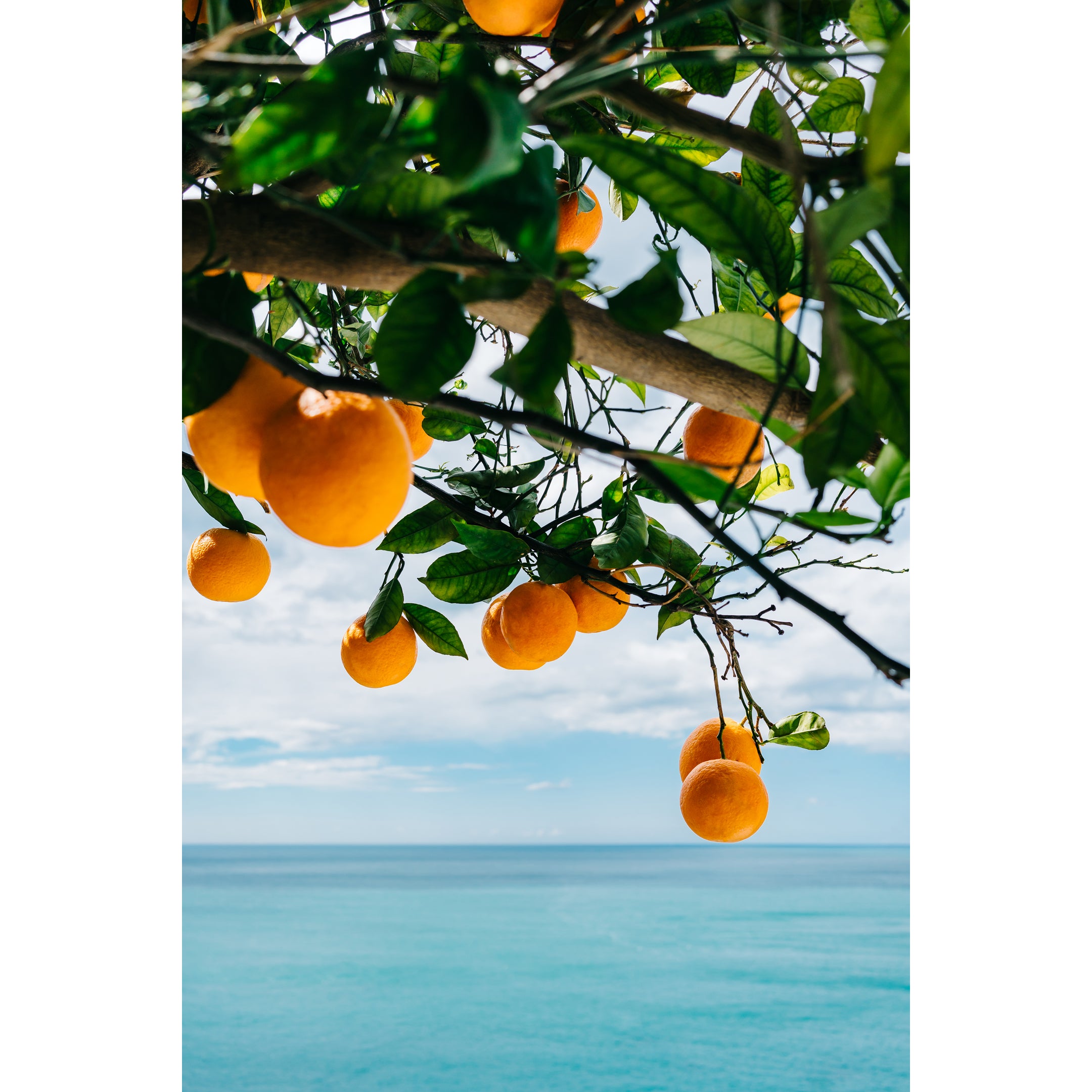 Amalfi Coast Oranges Print