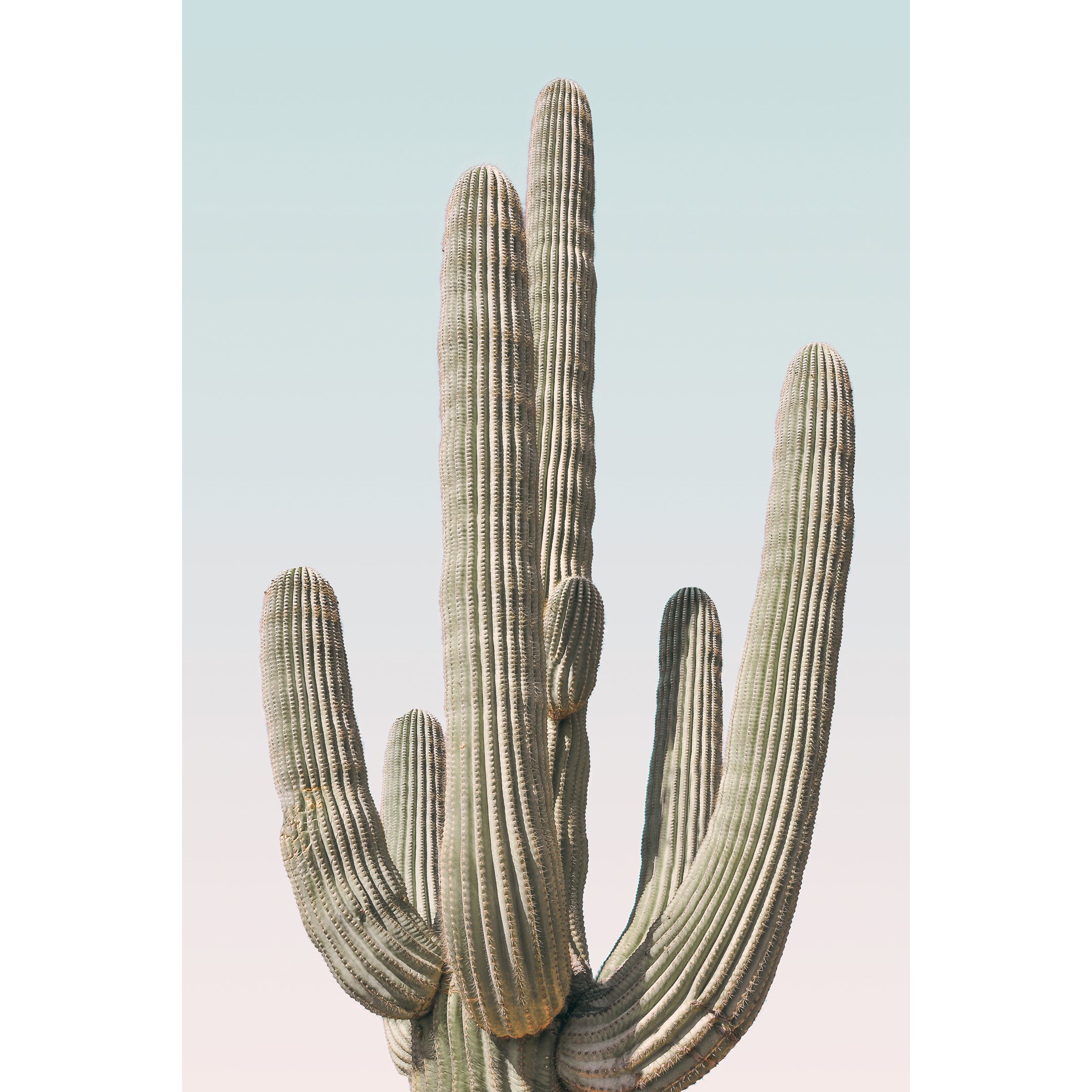 Saguaro Print