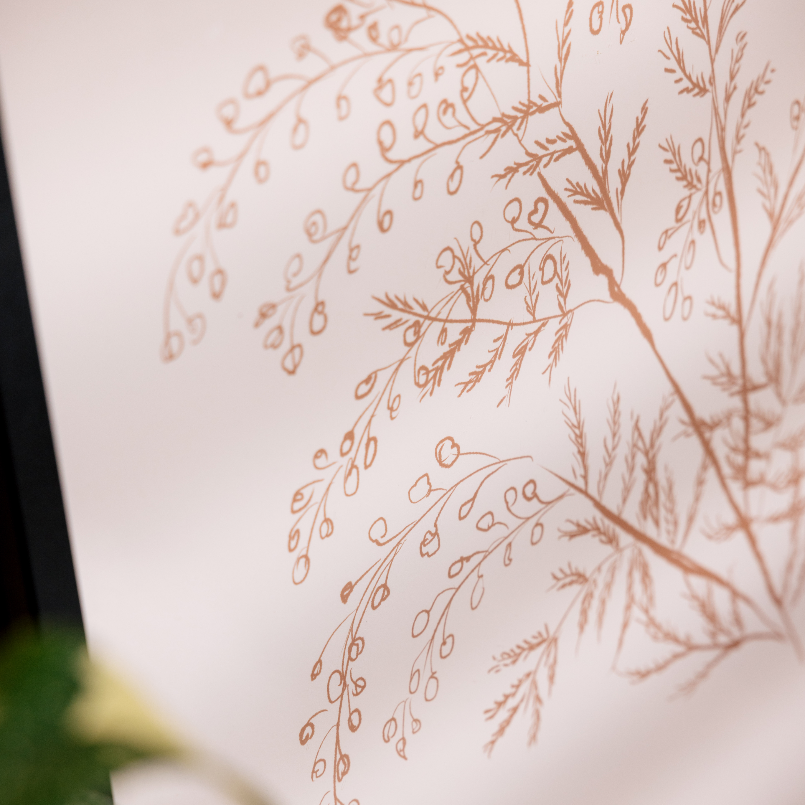 White Acacia Botanical Branch Print