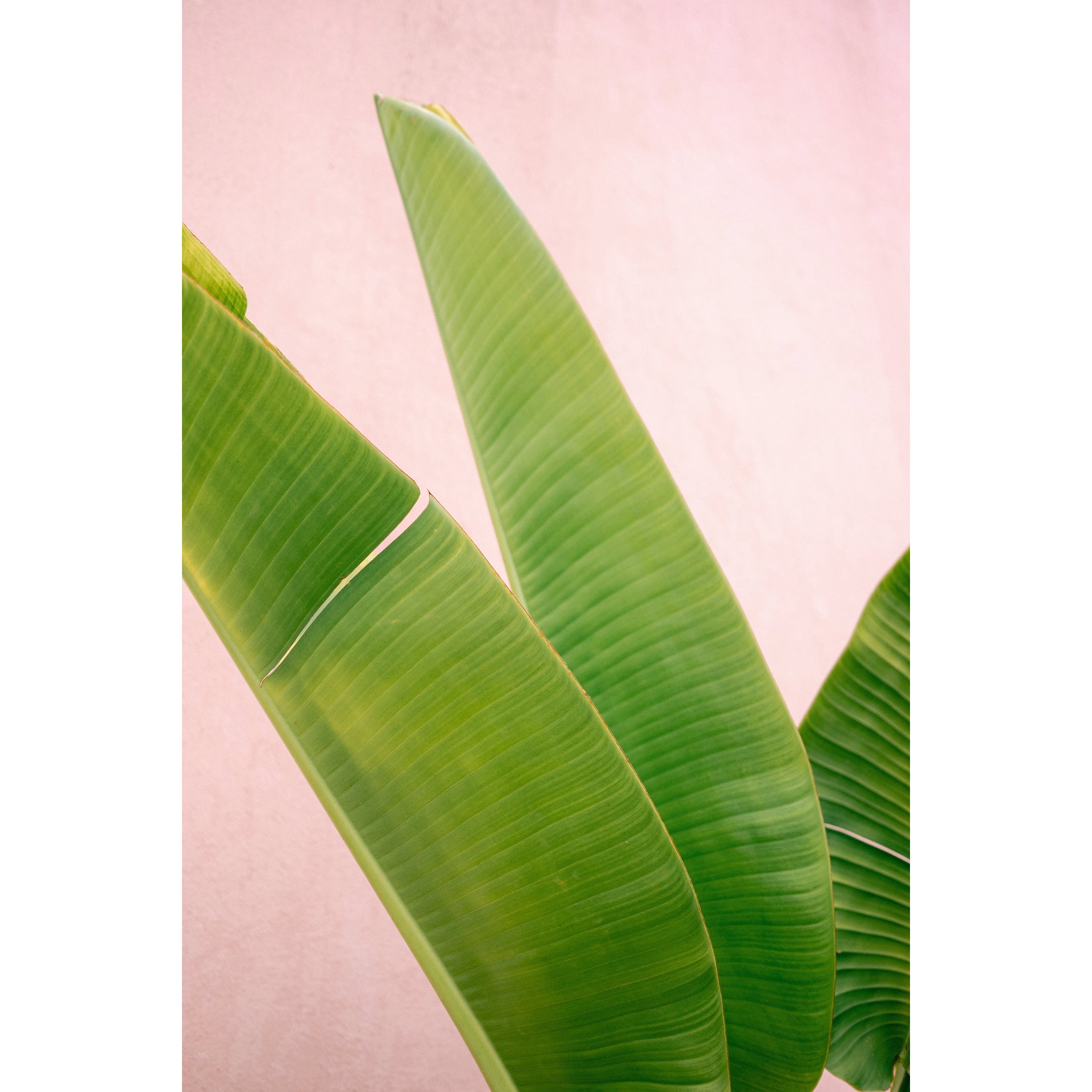 Merida Green on Pink Print